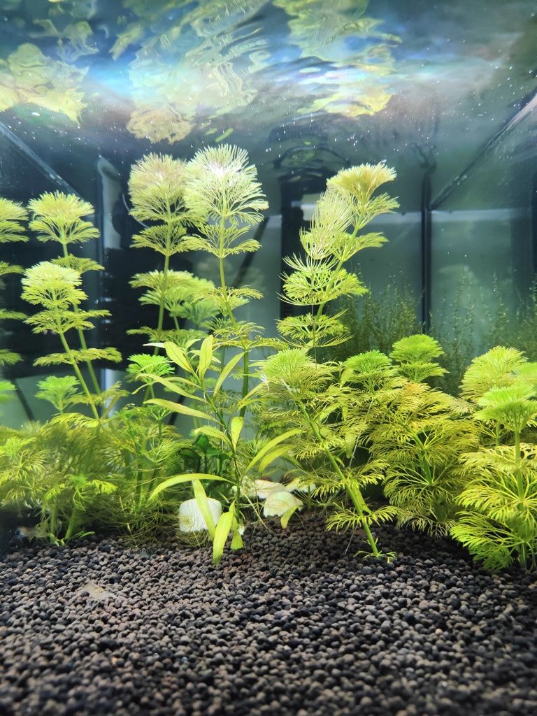 LIMNOPHILA SESSILIFLORA 10 sadzonek + 2 gratis- możliwa wysyłka