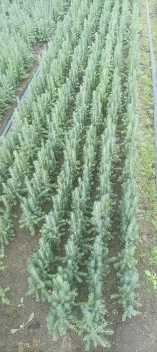 Sadzonki świerka srebrnego KAIBAB ,serbski, pospolity, choinki,wysyłka
