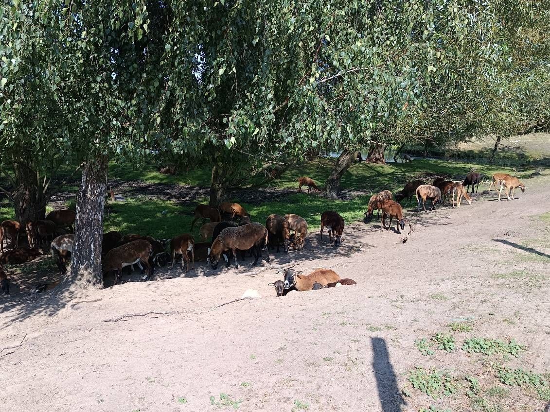 Owce i baranki kameruńskie mieszane z mufonem