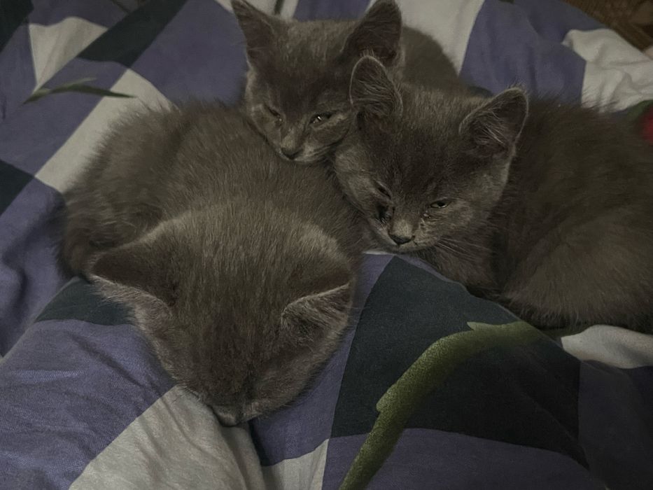 Трое чудових котиків шукають дім