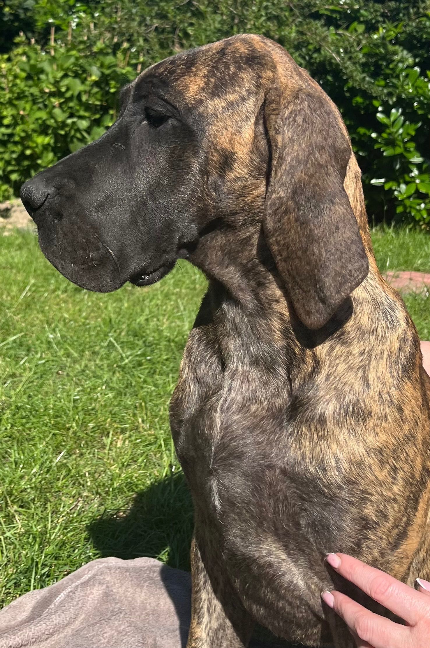 Dog niemiecki pręgowana suczka