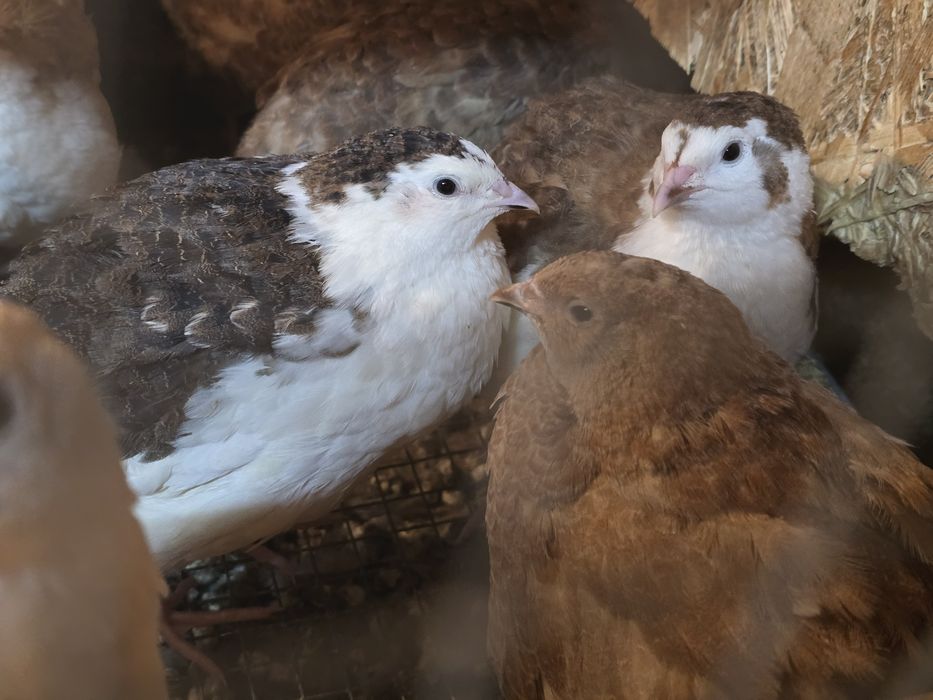 Przepiórki nioski texas teksas faraon brojler fenix celadon mandzurska