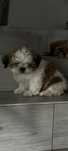 Szczeniak shih tzu