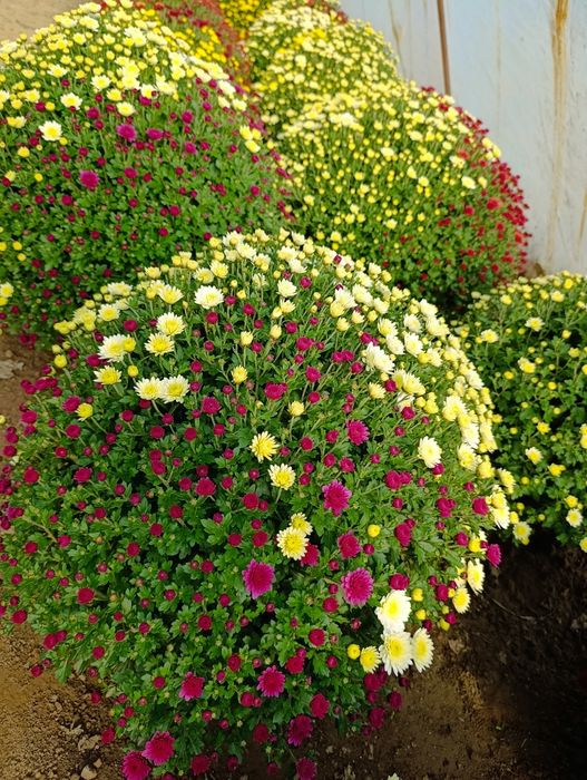 Chryzantemy drobnokwiatowe