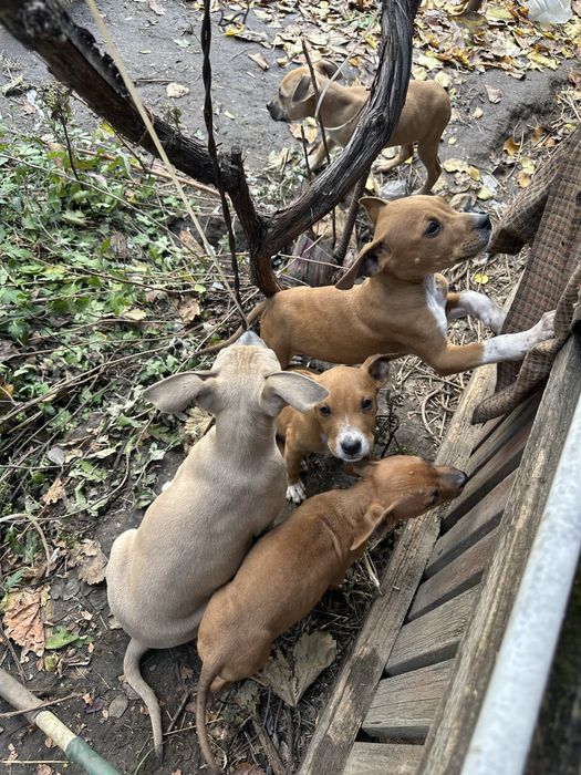 Щенки Стафорда за символическую цену