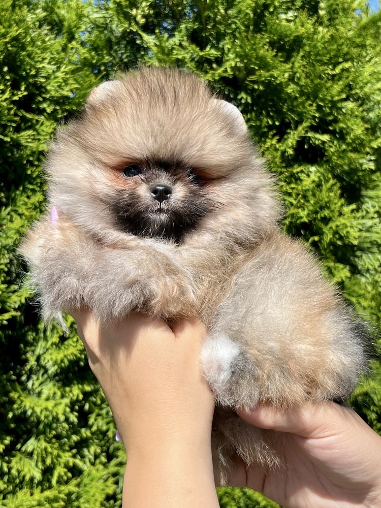 Gotowy do odbioru -Szpic miniaturowy,maleńki pomeranian