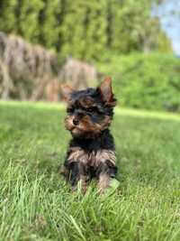 Piesek Yorkshire Terrier