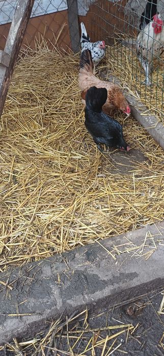 Продам  курочок,півників