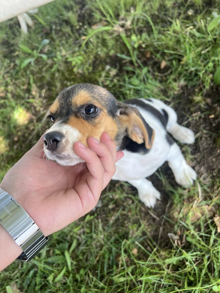 Beagle femea tricolor