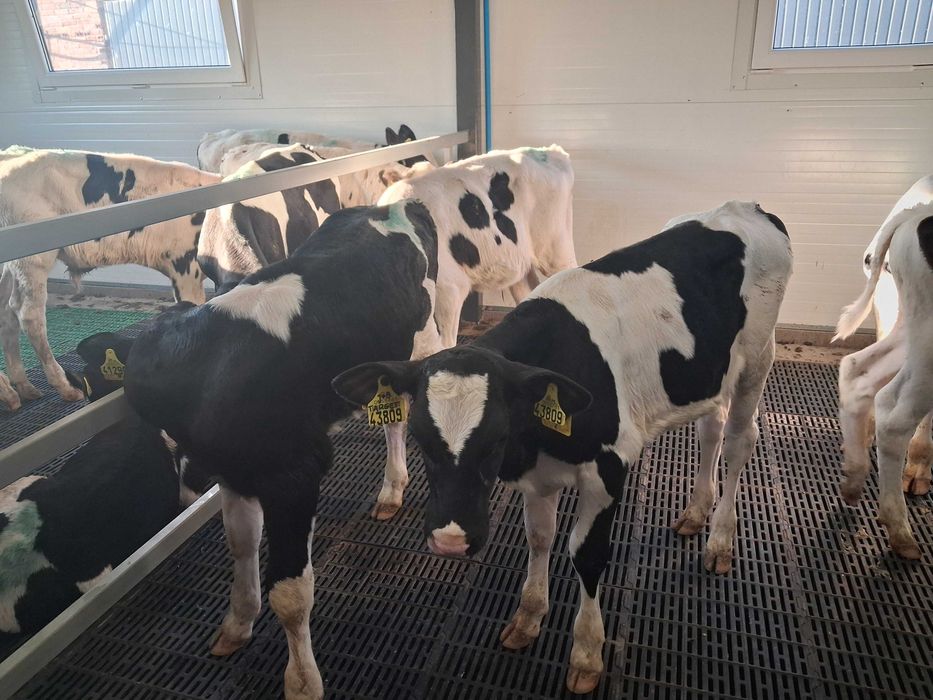 byczki cielęta cielaki startery