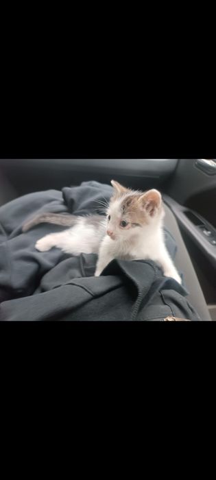 Kotek do adopcji