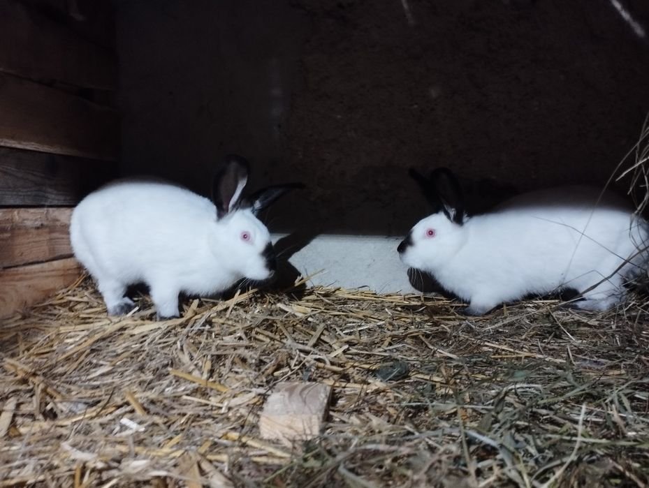 Młode termondy Kalifornię nowzelandy czysto rasowe