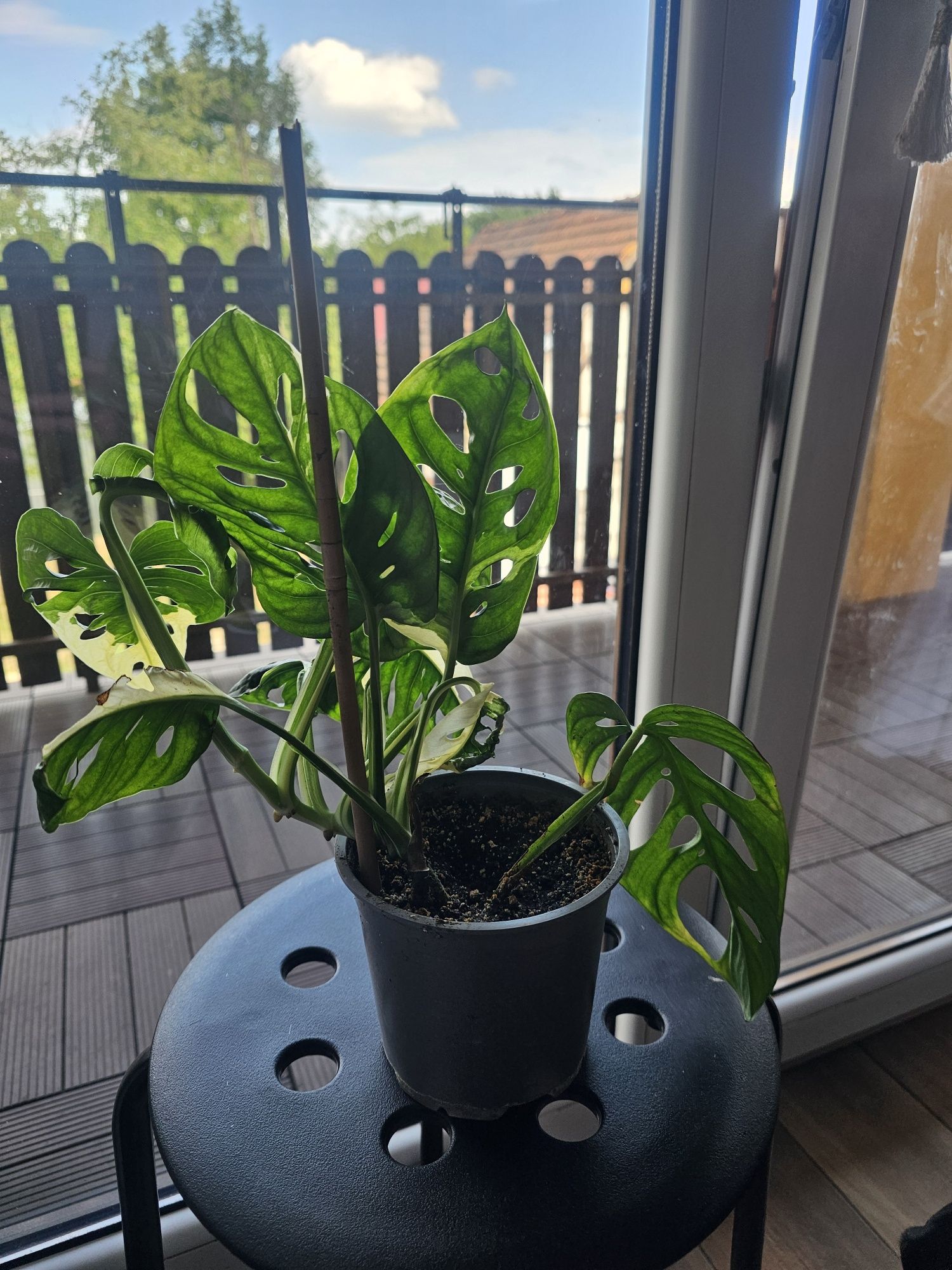 Monstera variegata adansonii