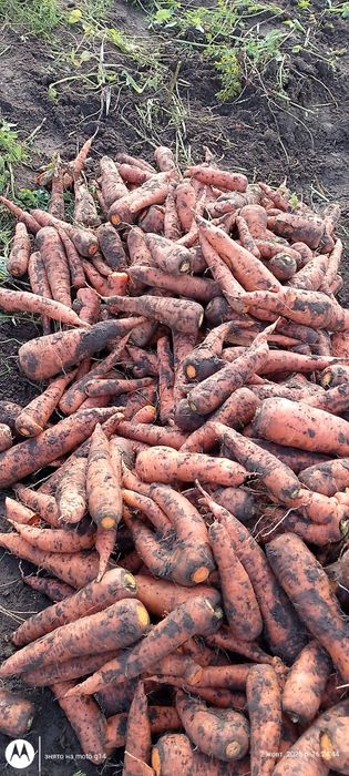 Морква домашня       .