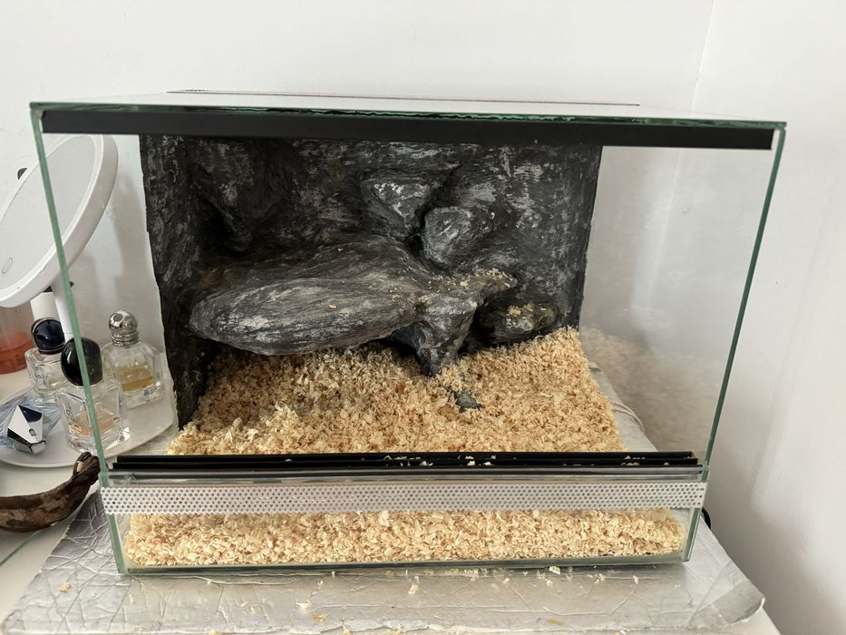 Wąż zbożowy samica 4 lata + terrarium z wyposażeniem