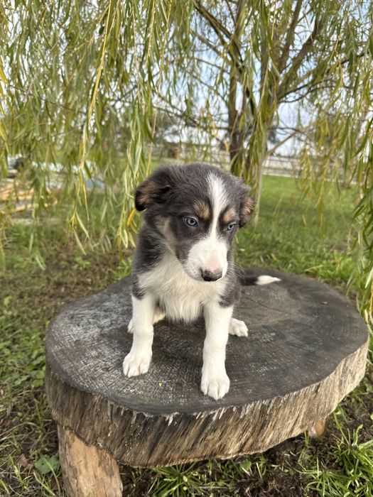 Border Collie Azul Lindo