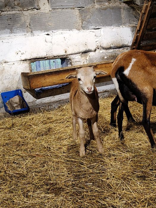Owce kameruńskie jagnięta