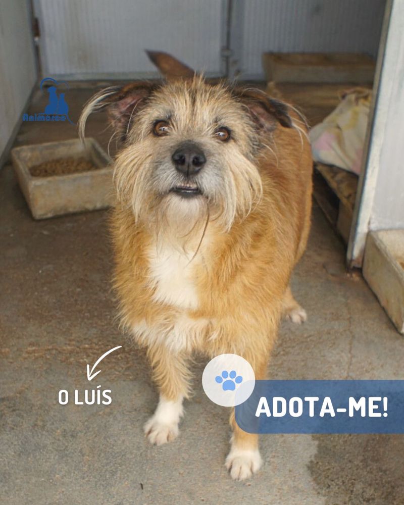 Luis - cao de porte medio