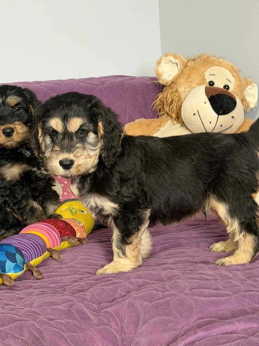 Cockapoo f1-Cocker Spaniel /pudel miniatura -PIES