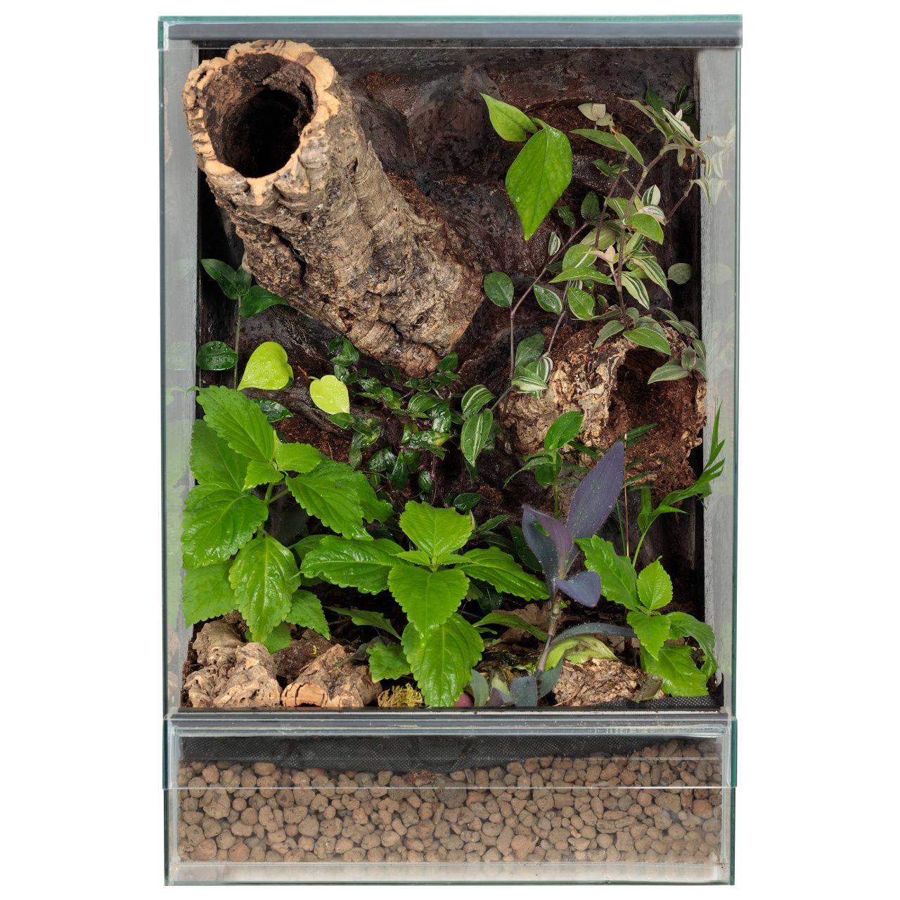 Terrarium 40x40x60 gekon orzęsiony