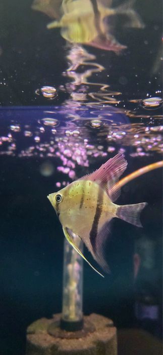 Skalar gujana red dragon/ guyana red dragon