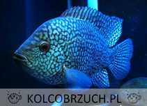 Pielęgnica carpinte - Herichthys carpintis - dowóz, wysyłka