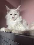 Kocurek maine coon