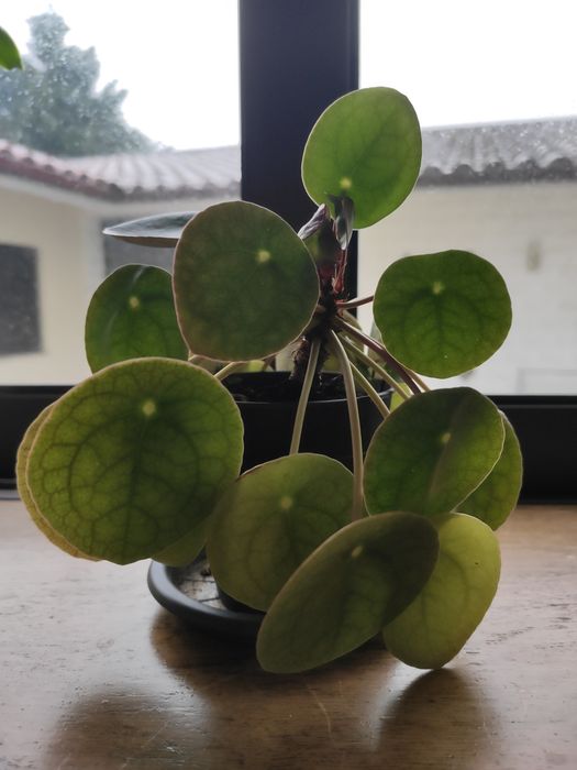 Pilea Peperomioides
Foto 1 e 2 -Pilea peperomioides c