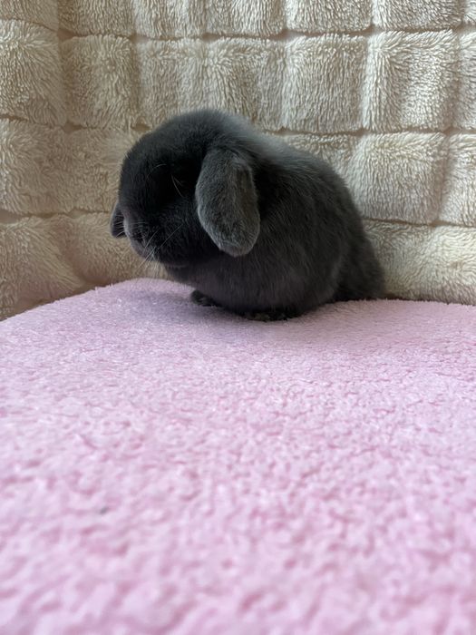 Дівчинка NHD,карликові кролики,блакитний окрас