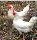 Ovo galados raça Leghorn