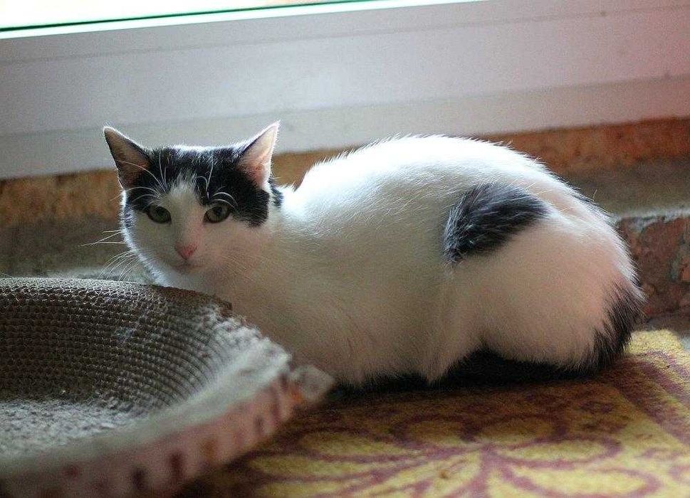 Kotka Amelka bardzo  potrzebuje domu. Adoptuj!