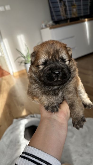 Chow chow, suczka, podkrpacie