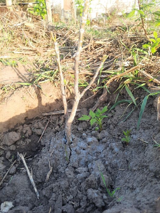 Саджанець волоського горіха