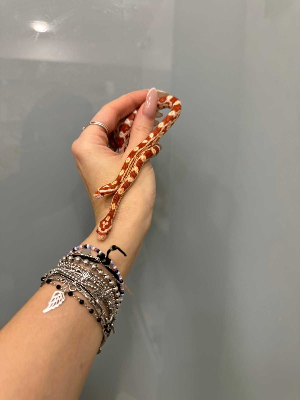 Тераріумні змійки маїсовий полоз Amel від 35 см