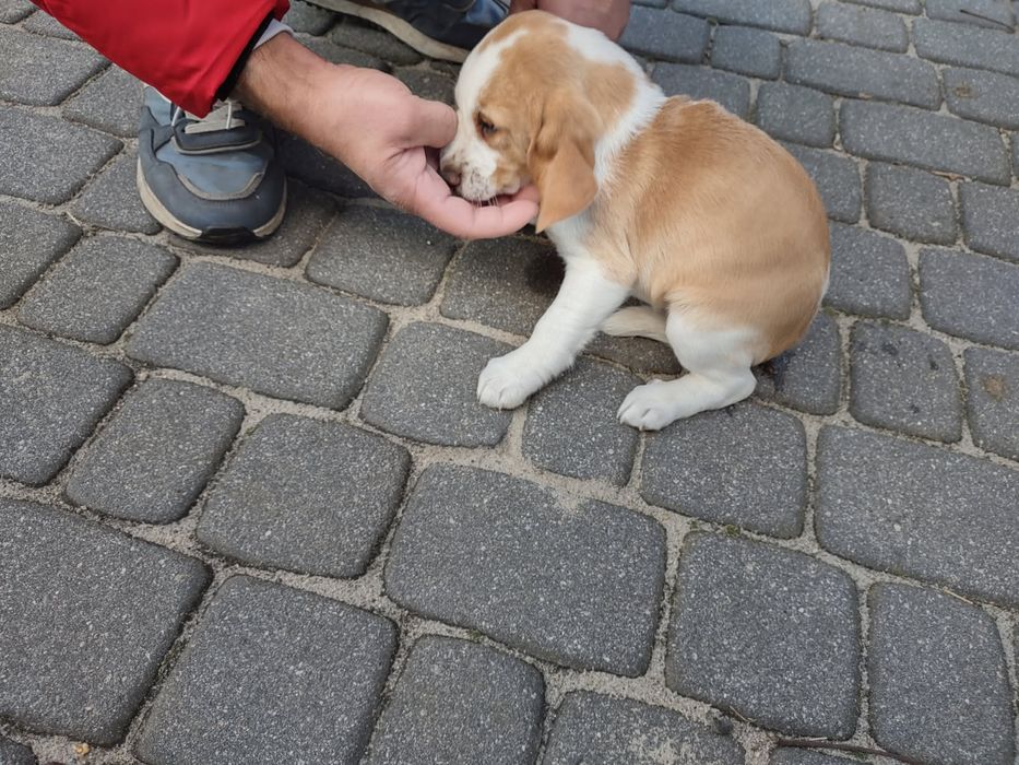 Piękny szczeniak Beagle