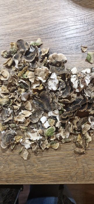 Wrośniak różnobarwny