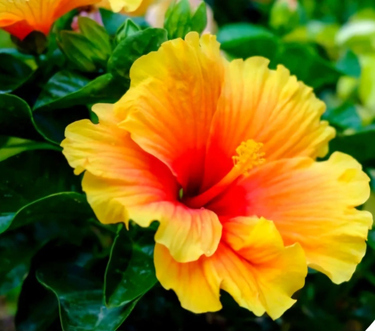 Hibiskus Ketmia 165 cm Kolor kwiatów pomarańczowy