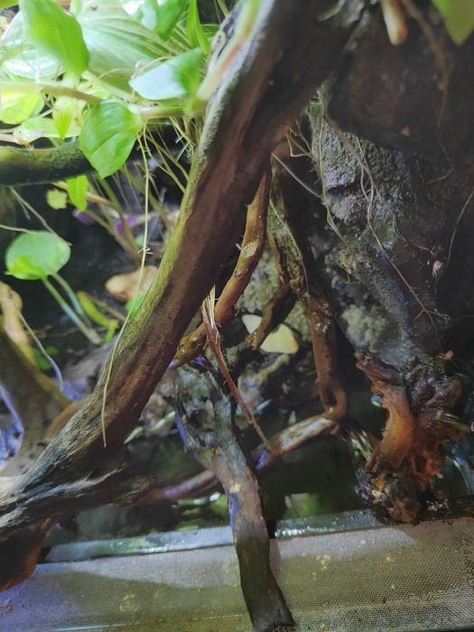 Terrarium z gekonem orzęsionym i gekonami płaczącymi + wyposażenie