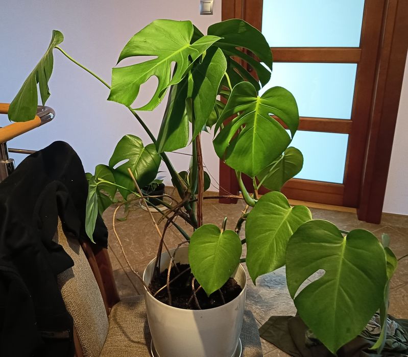 XXL Monstera dwupędowa