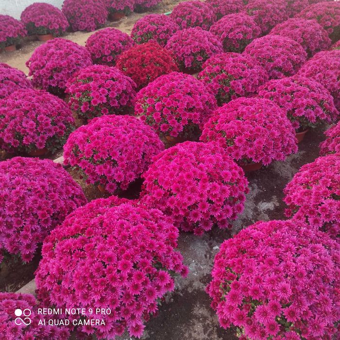 Chryzantemy drobnokwiatowe ,średniokwiatowe, wielkokwiatowe