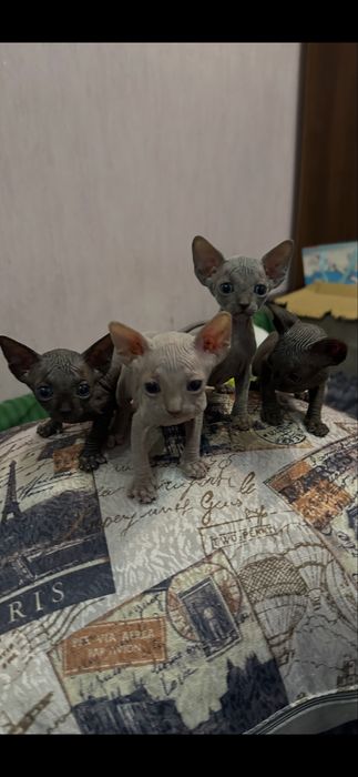 Кошенята канадский сфінкс