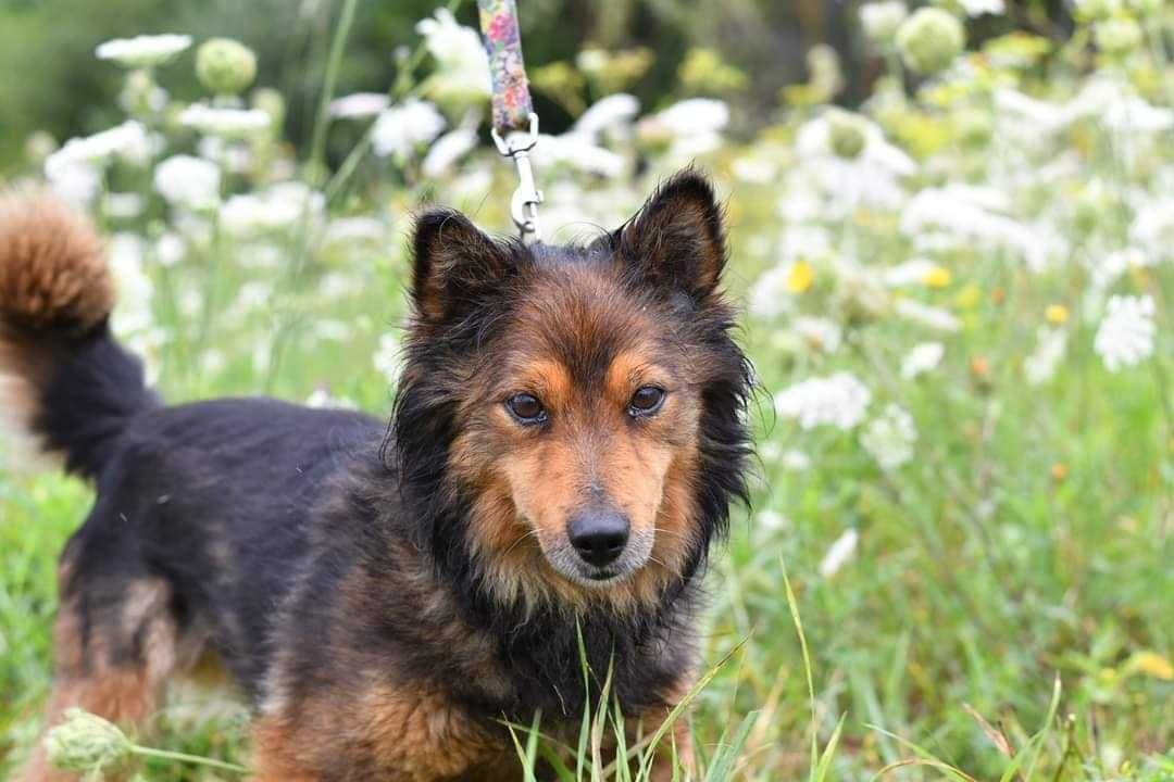 Pilne! Śliczny Feluś, piesek o pięknych oczach tęskno wygląda domu!