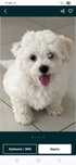 Bichon frise suczka