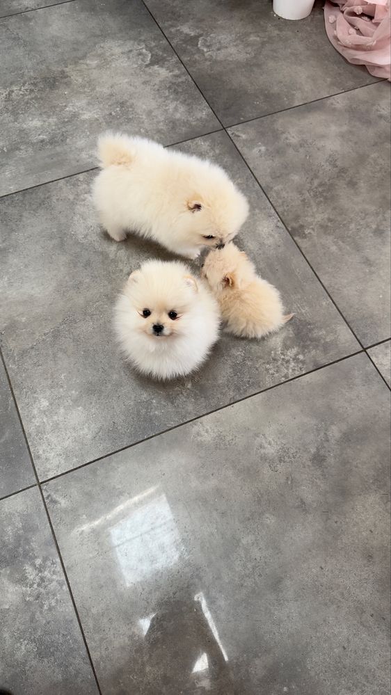 Pomeranian 1 samiec