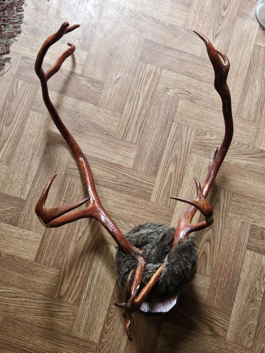 Рога оленя большие