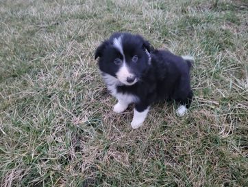 Piękna suczka Border Collie