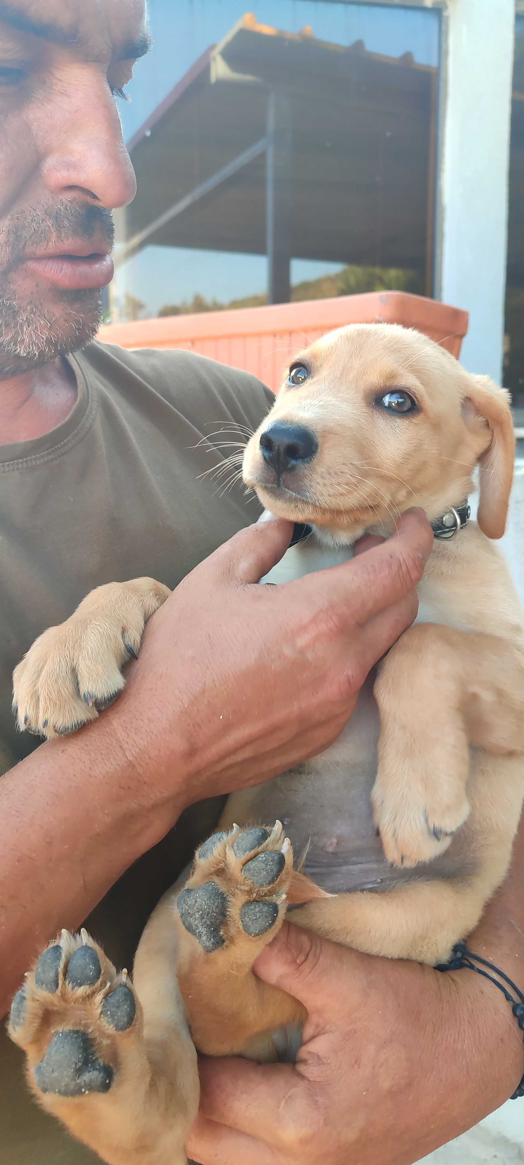Cachorro para adoção