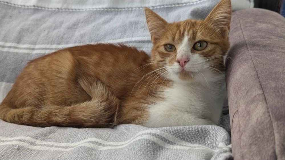 Ищет дом 4  месячный мальчик