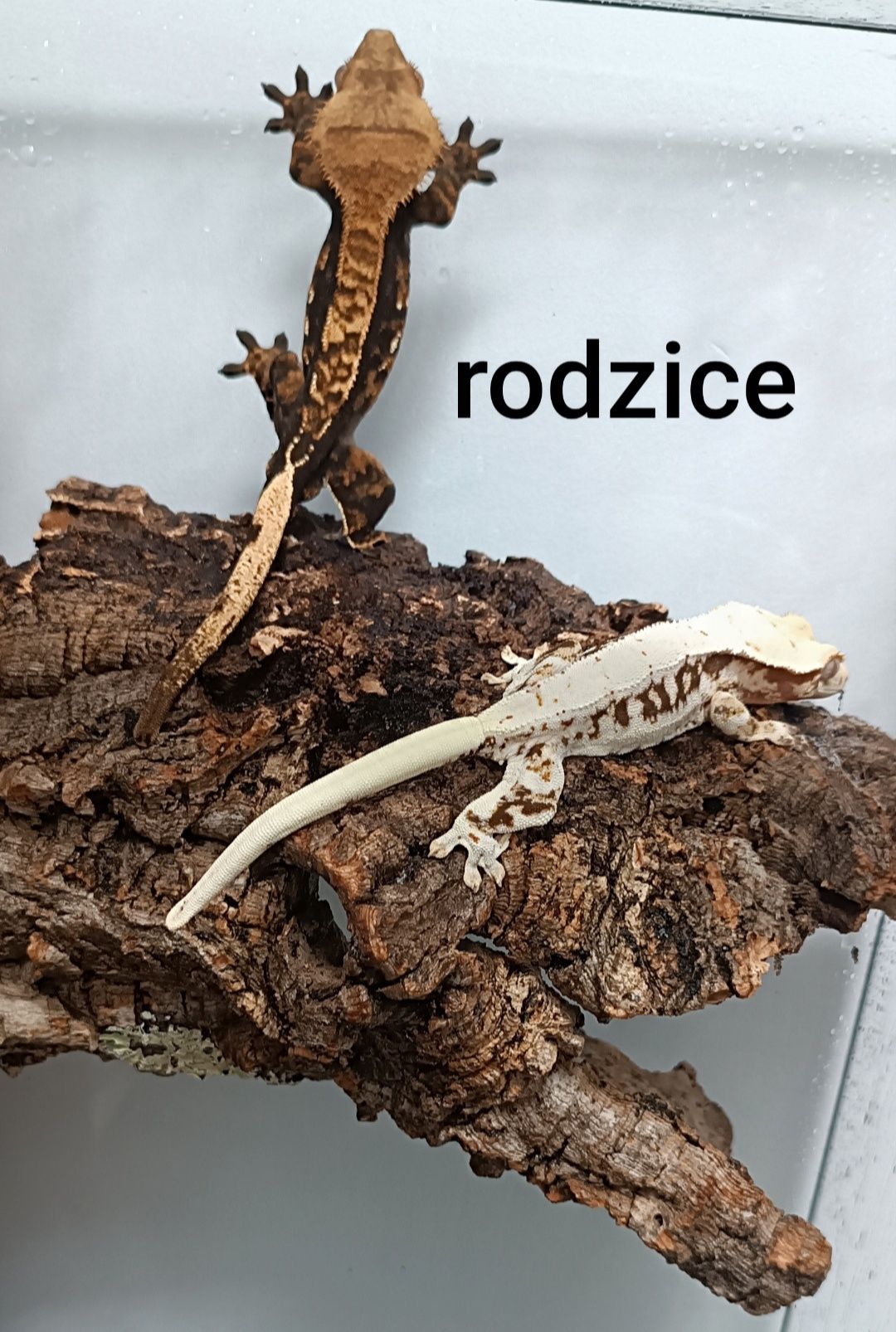 Gekon Orzęsiony młodziaki