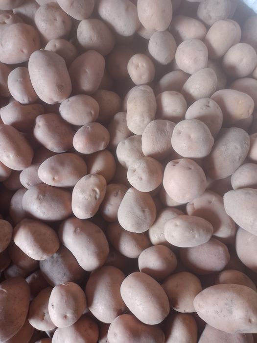 Продам крупну картоплю